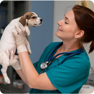 Katona Ramóna kisállatgyógyász