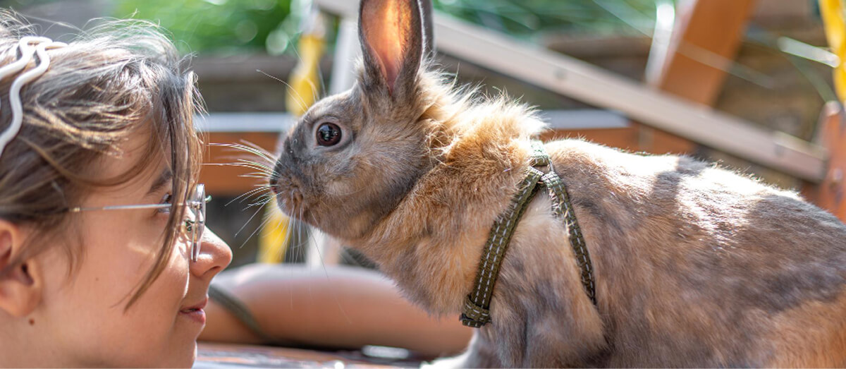 Kislány nyuszival blog