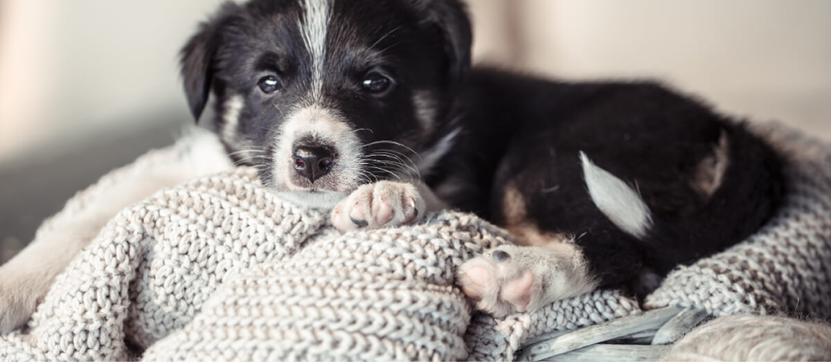 Kiskutya bekuckózva